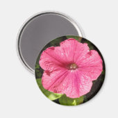 Impatiens Aimant rose foncé (Recto/Verso)