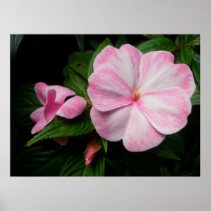 Impatiens Roze Witte Poster