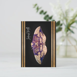Imperial Moth Briefkaart