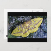 Imperial Moth briefkaart. Briefkaart (Voorkant / Achterkant)
