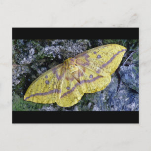 Imperial Moth briefkaart. Briefkaart