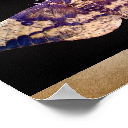 Imperial Moth Poster (Hoek)