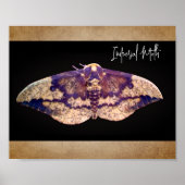 Imperial Moth Poster (Voorkant)