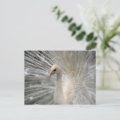 Imperial Peacock Briefkaart (Staand voorkant)