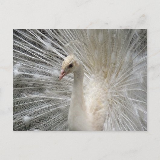 Imperial Peacock Briefkaart (Voorkant)