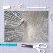 Imperial Peacock Tissuepapier (Craft)