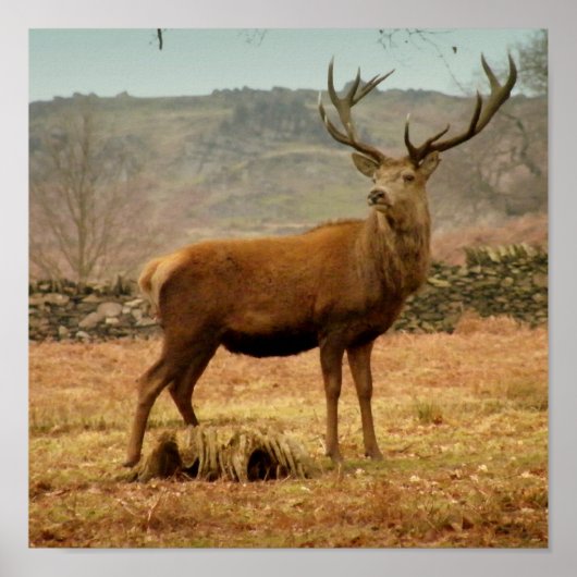 Imperial Stag Poster (Voorkant)