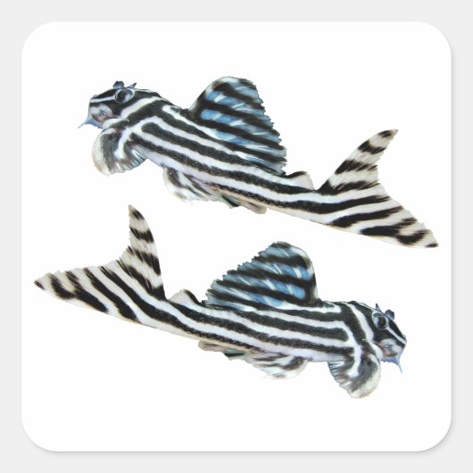 “Imperial Zebra Pleco”の優良製品 Vierkante Sticker (Voorkant)