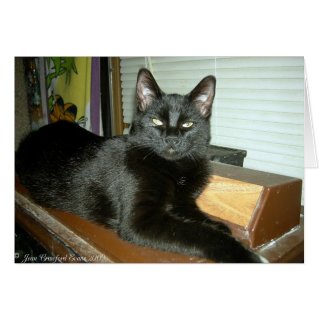 Imperieel kat (Voorkant Horizontaal)