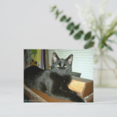 Imperieel kat briefkaart (Staand voorkant)