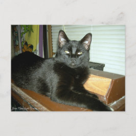 Imperieel kat briefkaart
