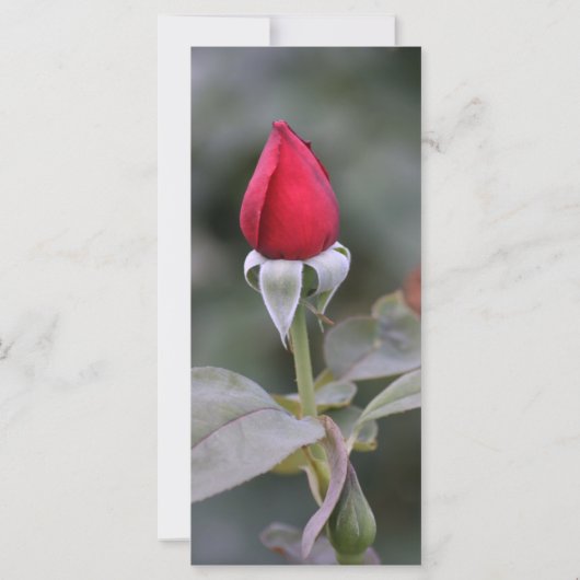 Importance de la carte de prière d'amour (Dos)