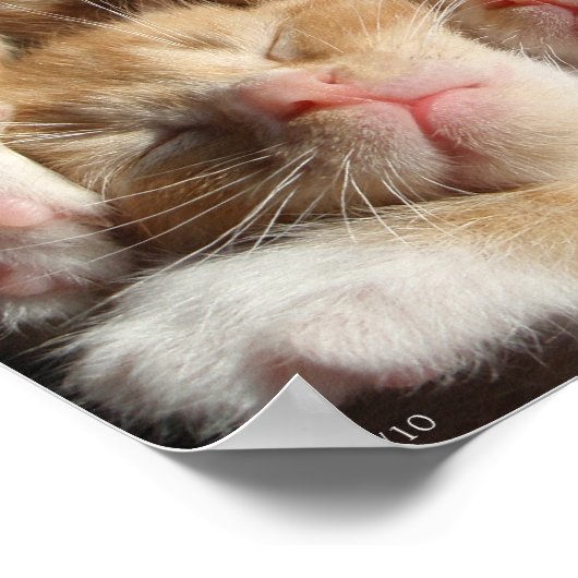 Impression 3 chatons (Coin)