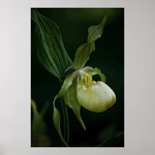 Impression à nappes jaunes (Devant)