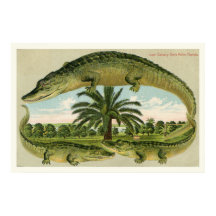 Impression Alligator 1