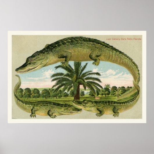 Impression Alligator 1 (Devant)