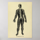 Impression Anatomie vintage 1920 Système nerveux (Devant)
