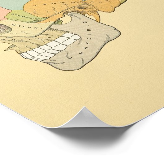 Impression anatomique du crâne humain gris (Coin)