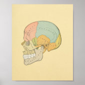 Impression anatomique du crâne humain gris (Devant)