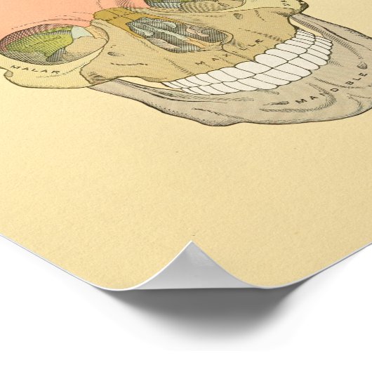 Impression anatomique du crâne humain gris (Coin)