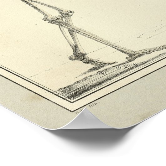 Impression anatomique squelette vintage 1831 (Coin)