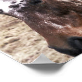 Impression Appaloosa Stallion (Coin)