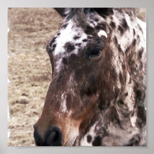 Impression Appaloosa Stallion (Devant)