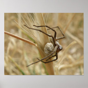 Impression araignée et sac d'oeufs