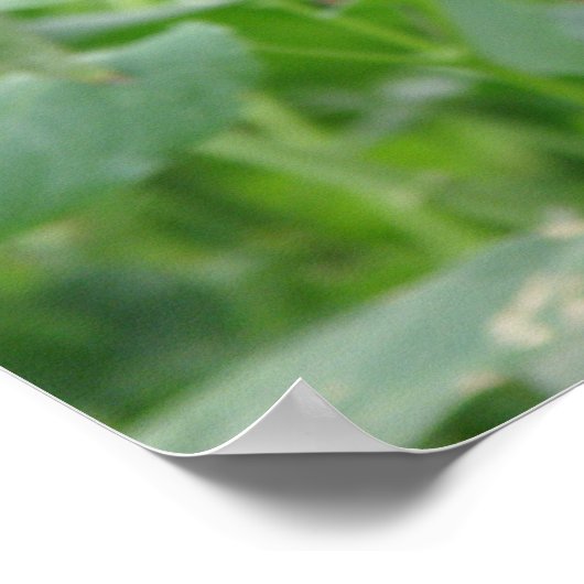 Impression Atlas Moth (Coin)