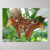 Impression Atlas Moth (Devant)