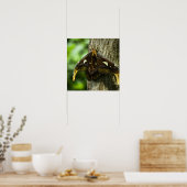 Impression Attacus Atlas (Cuisine)