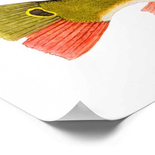 Impression basse Peacock (Coin)