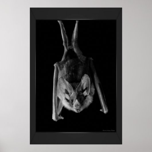 Impression Bat (Devant)