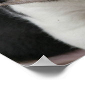 Impression beagle (Coin)