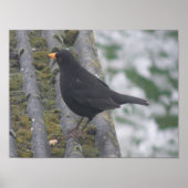 Impression Blackbird (Devant)