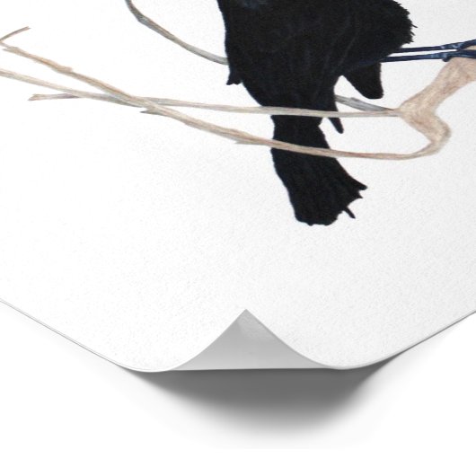 Impression Blackbird 8x10 (Coin)