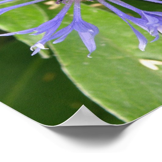 Impression Bleuet (Coin)
