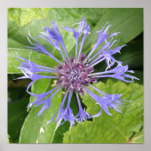 Impression Bleuet (Devant)