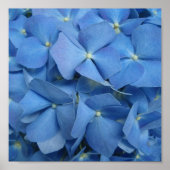 Impression Blue Hydrangea (Devant)