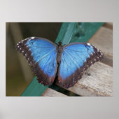 Impression Blue Morpho (Devant)