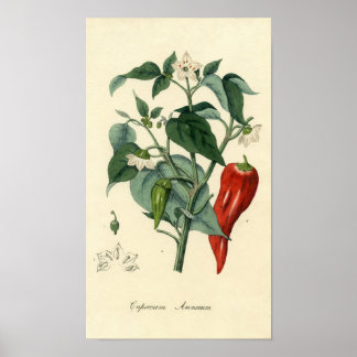 Impression Botanique - Chili - Capsicum Annuum