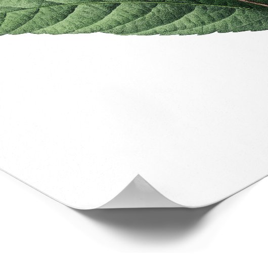 Impression botanique de BELLES BLEUES originales p (Coin)