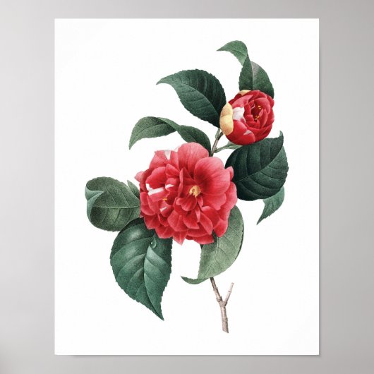 Impression botanique de CAMELIA original par Redou (Devant)