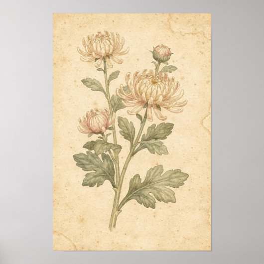 Impression botanique de chrysanthème (Devant)
