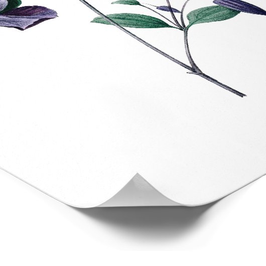 Impression botanique de CLEMATIS original par Redo (Coin)