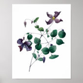 Impression botanique de CLEMATIS original par Redo (Devant)