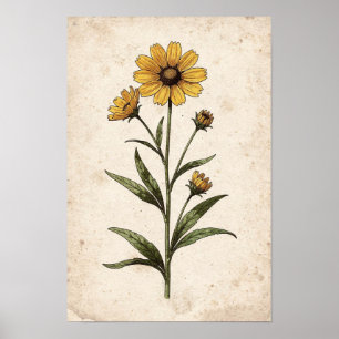 Impression botanique de Coreopsis