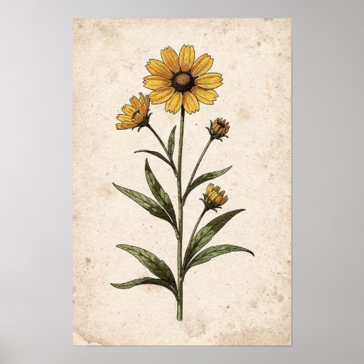 Impression botanique de Coreopsis (Devant)