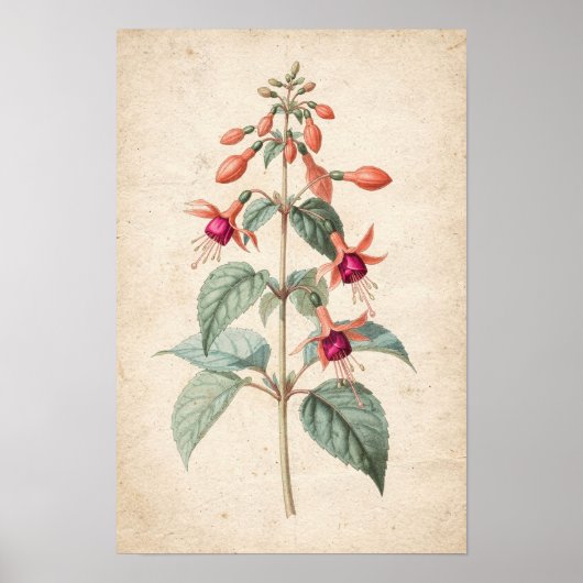 Impression botanique de fuchsia (Devant)