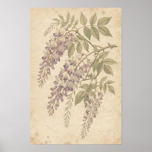 Impression botanique de glycine (Devant)